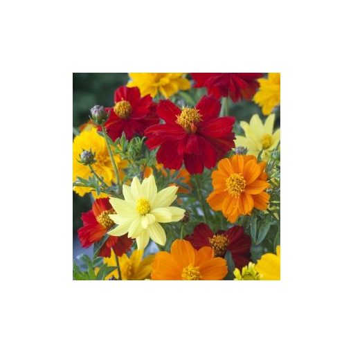 Cosmos sulphureus brightness fg mixture