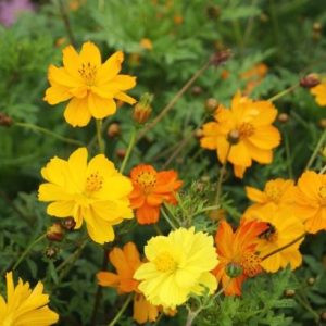 Cosmos sulphureus crest gold