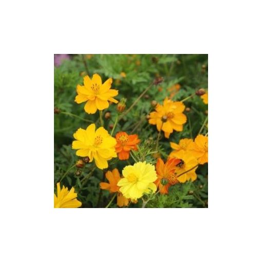 Cosmos sulphureus crest gold