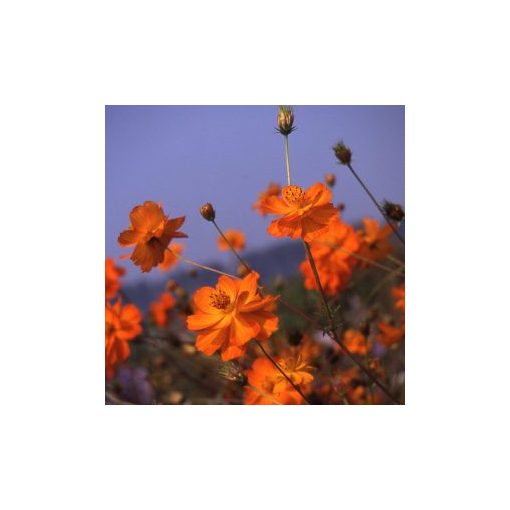 Cosmos sulphureus crest orange