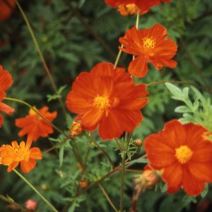 Cosmos sulphureus crest red orange