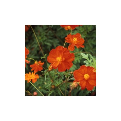 Cosmos sulphureus crest red orange