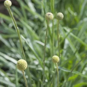 Craspedia globosa drumstick