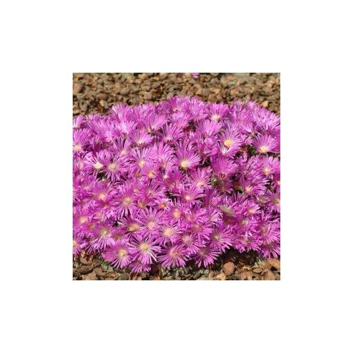 Delosperma cooperi table mountain (multipellets)