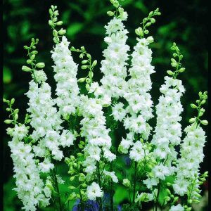 Delphinium consolida brisbane white