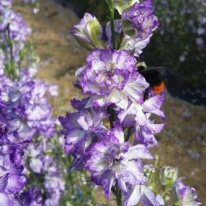 Delphinium consolida brisbane white blue edge