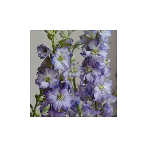 Delphinium consolida fancy purple picotee