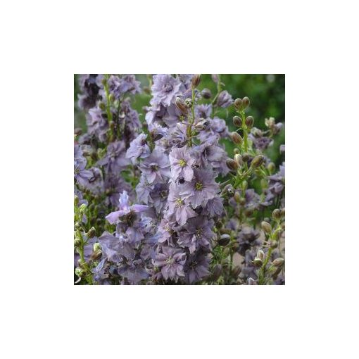 Delphinium consolida misty lavender