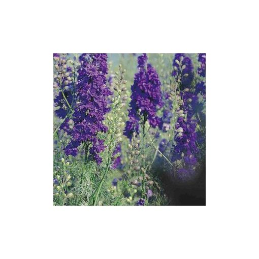 Delphinium consolida qis dark blue