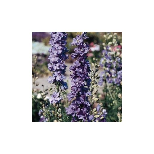 Delphinium consolida qis lilac