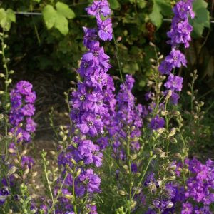 Delphinium consolida qis lilac (coated)