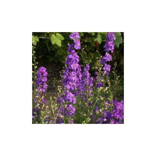 Delphinium consolida qis lilac (coated)