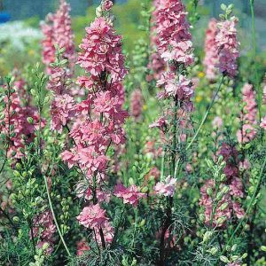 Delphinium consolida qis rose