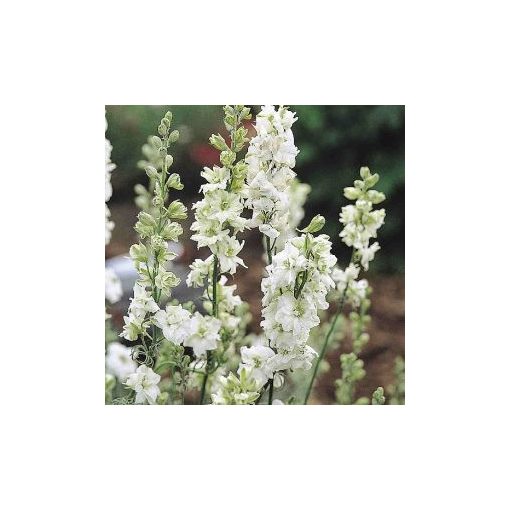 Delphinium consolida qis white