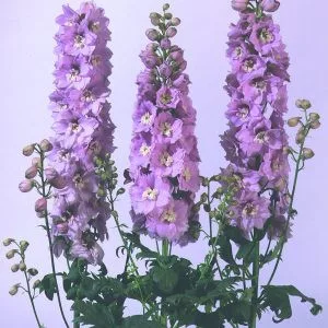 Delphinium elatum magic fountain cherry blossom white bee