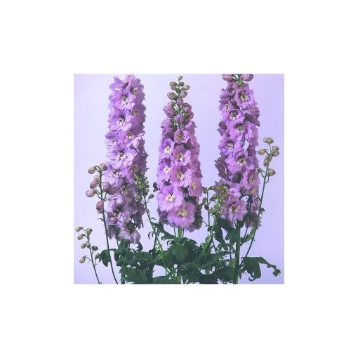 Delphinium elatum magic fountain cherry blossom white bee