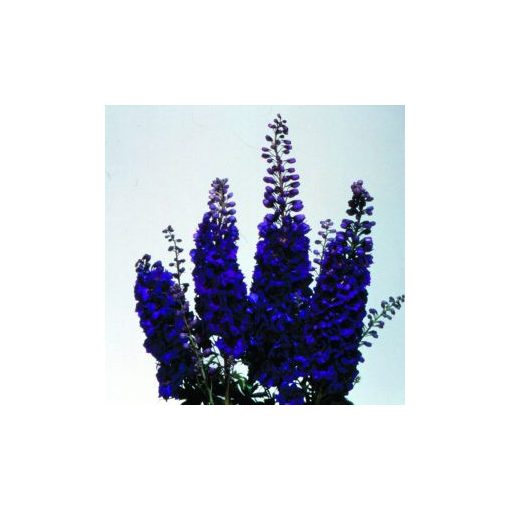 Delphinium elatum magic fountain dark blue dark bee