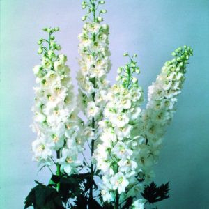 Delphinium elatum magic fountain white