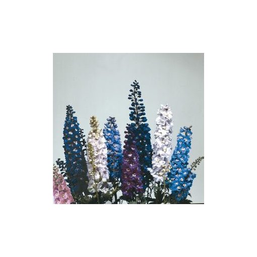 Delphinium elatum magic fountains crystal mix