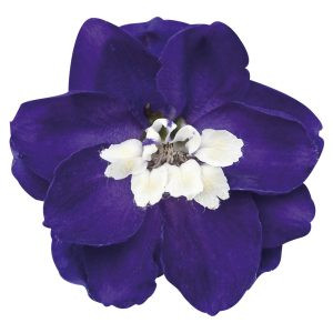 Delphinium elatum magic fountains dark blue white bee