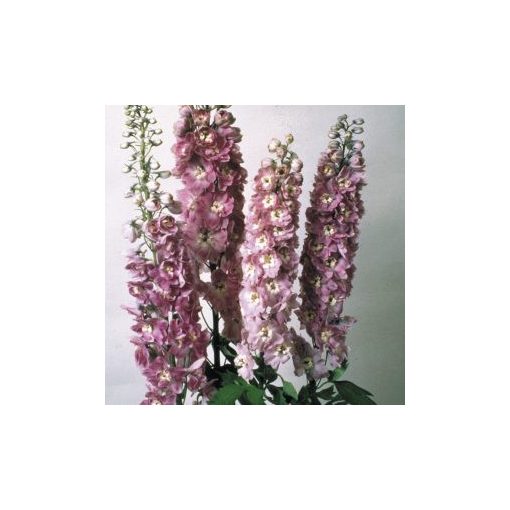 Delphinium elatum magic fountains lilac pink white bee