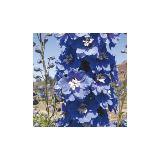 Delphinium elatum magic fountains mid blue white bee