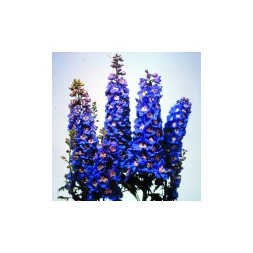 Delphinium elatum magic fountains sky blue