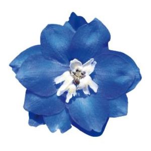 Delphinium hybrida pacific giant blue bird