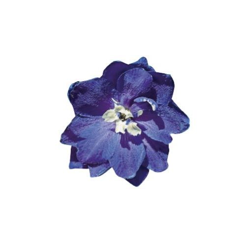 Delphinium hybrida pacific giant king arthur