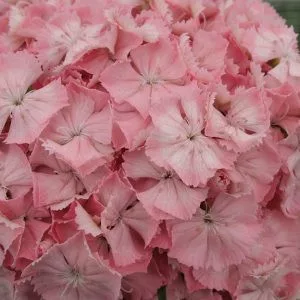 Dianthus barbatus early flora pearl salmon