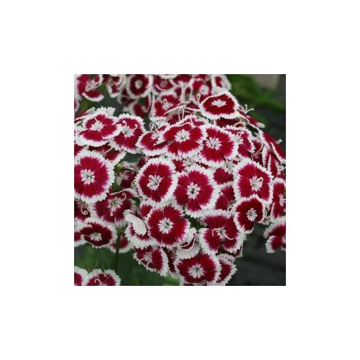 Dianthus barbatus early flora pearl white/red