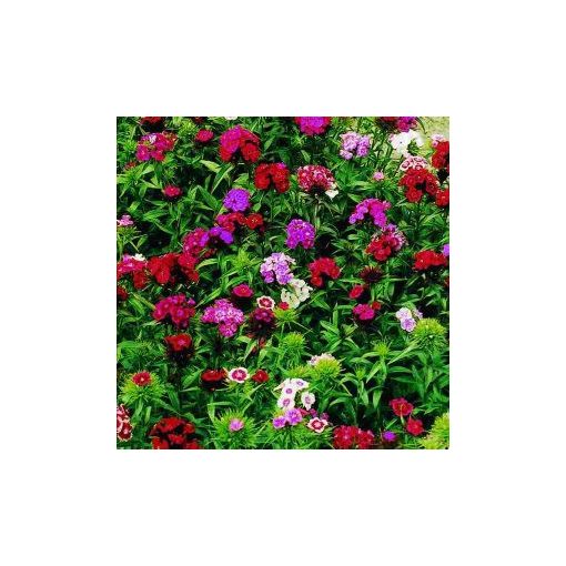 Dianthus barbatus formula mixture late