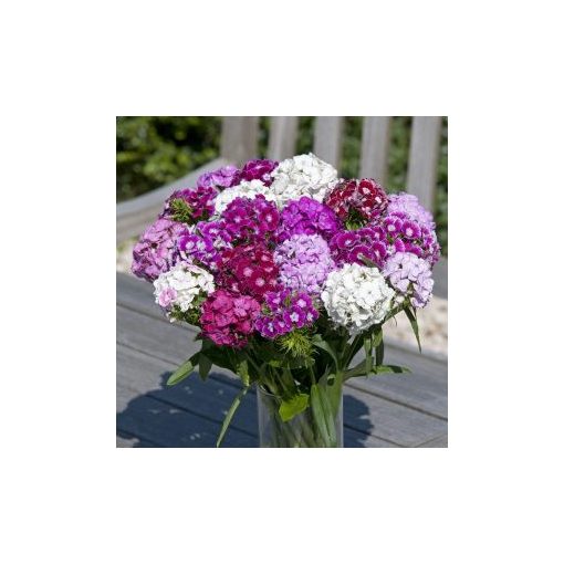 Dianthus barbatus hollandia complete mixture