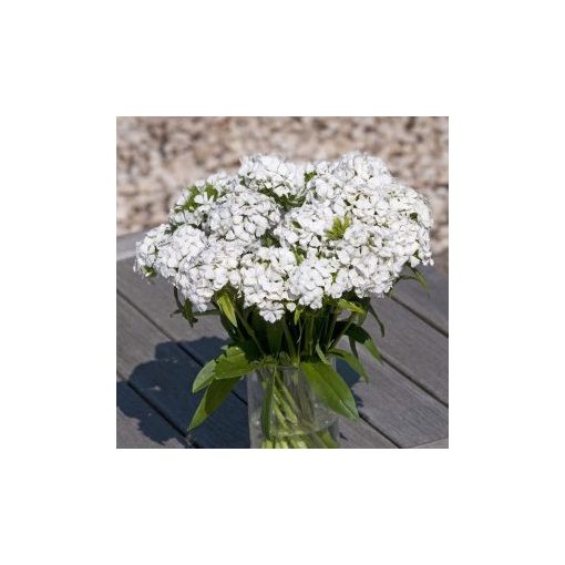 Dianthus barbatus hollandia white