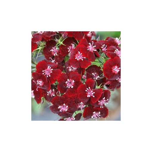 Dianthus barbatus pearl late burgundy