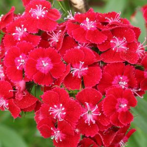 Dianthus barbatus pearl red