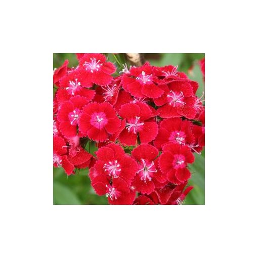 Dianthus barbatus pearl red