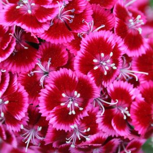 Dianthus barbatus pearl rose/red