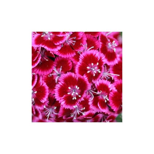 Dianthus barbatus pearl rose/red