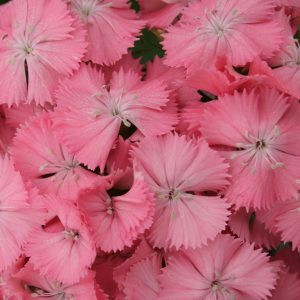 Dianthus barbatus pearl salmon