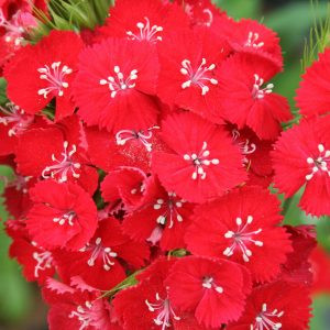 Dianthus barbatus pearl scarlet