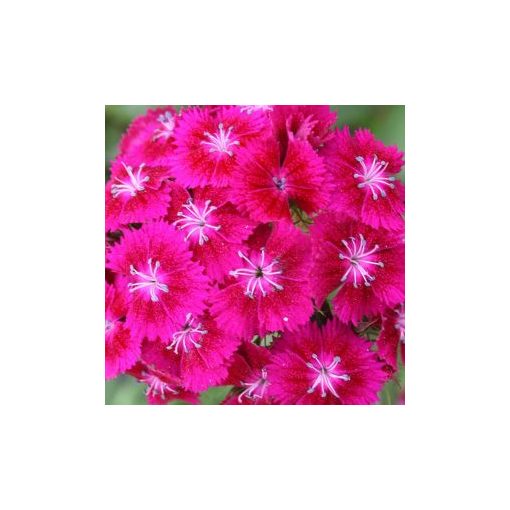 Dianthus barbatus pearl violet