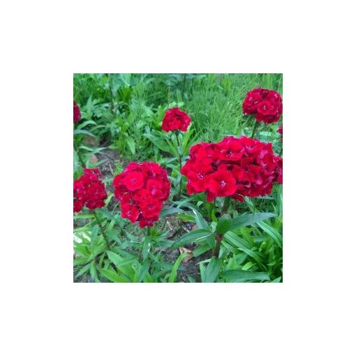 Dianthus barbatus scarlet beauty late