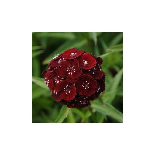 Dianthus barbatus sweet black cherry