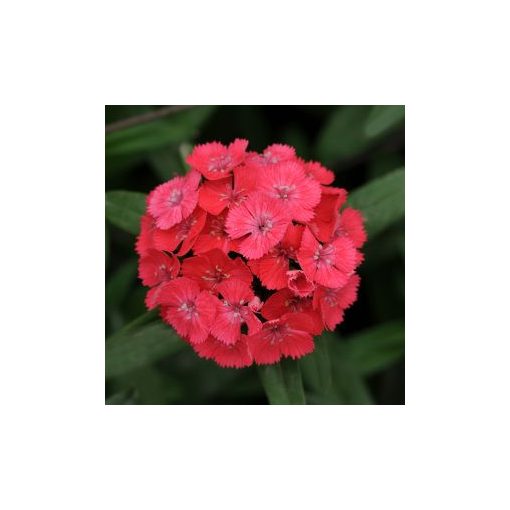 Dianthus barbatus sweet coral