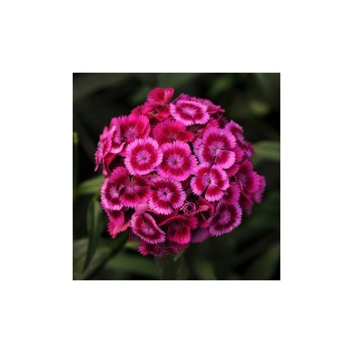 Dianthus barbatus sweet magenta bicolor