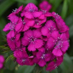 Dianthus barbatus sweet neon purple