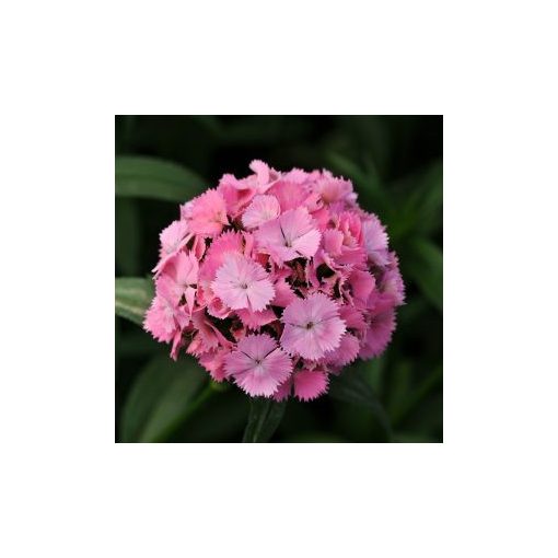 Dianthus barbatus sweet pink