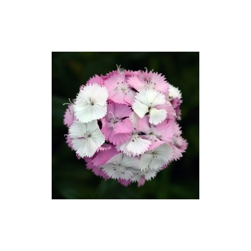 Dianthus barbatus sweet pink magic