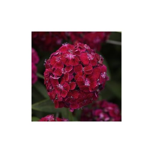 Dianthus barbatus sweet purple